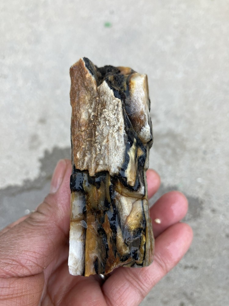 Agatized Wood, Fluorescent Under UV Light