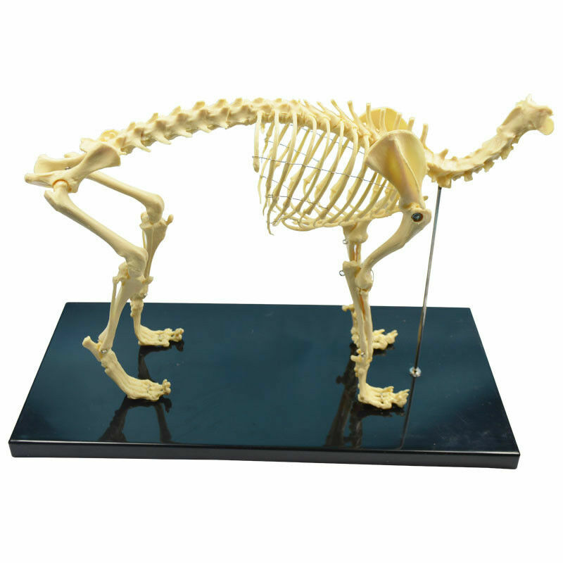 Education Model Canine Skeleton Standard Size Dog Display Lab Study Veterinary