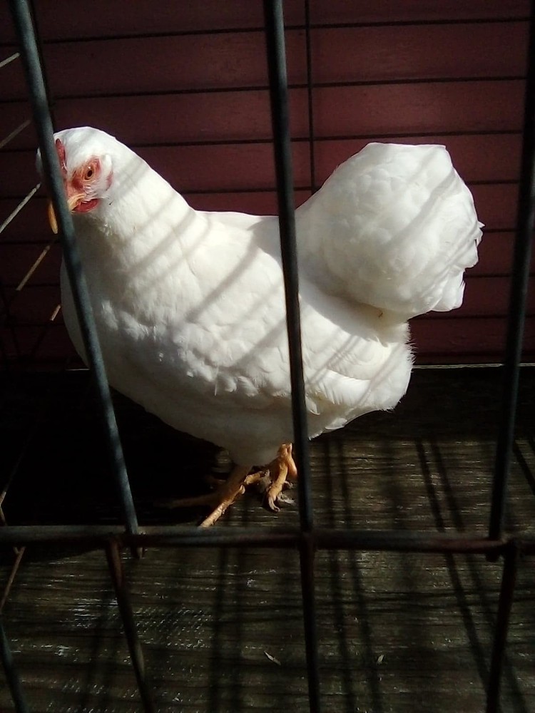 12+ white wyandotte bantam Hatching Eggs