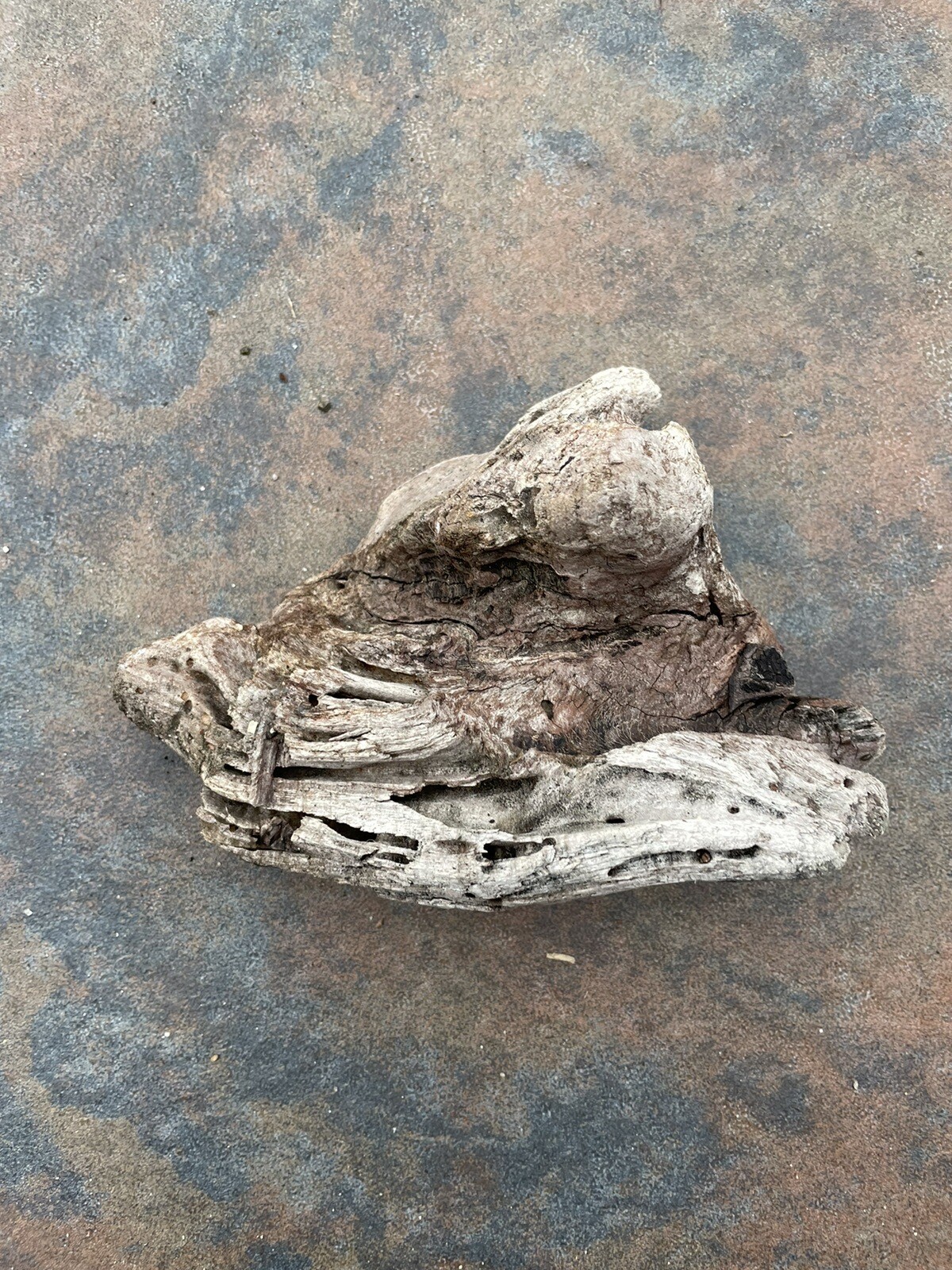 Natural Driftwood for Plants Terrarium Taxidermy Art Projects