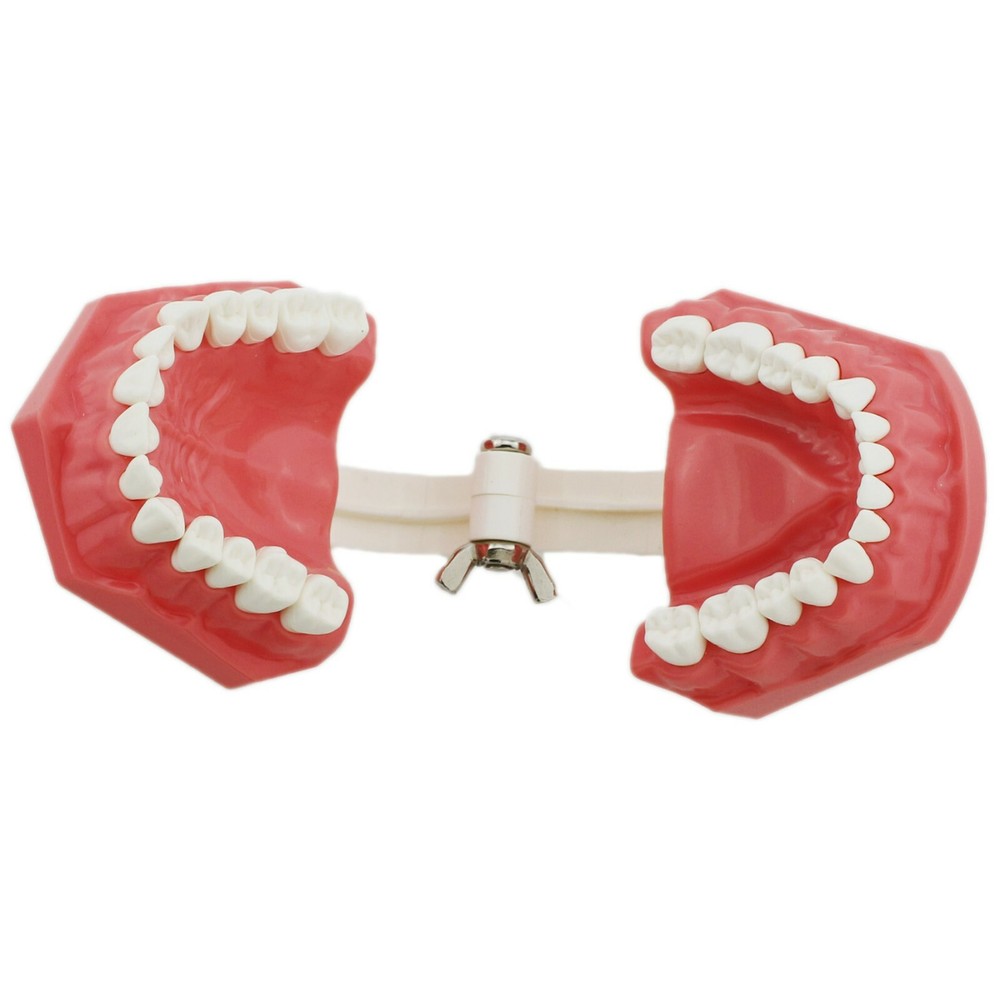 Dental 1:1 Model Brushing Flossing Practice Teeth Typodonts Model Teach Study
