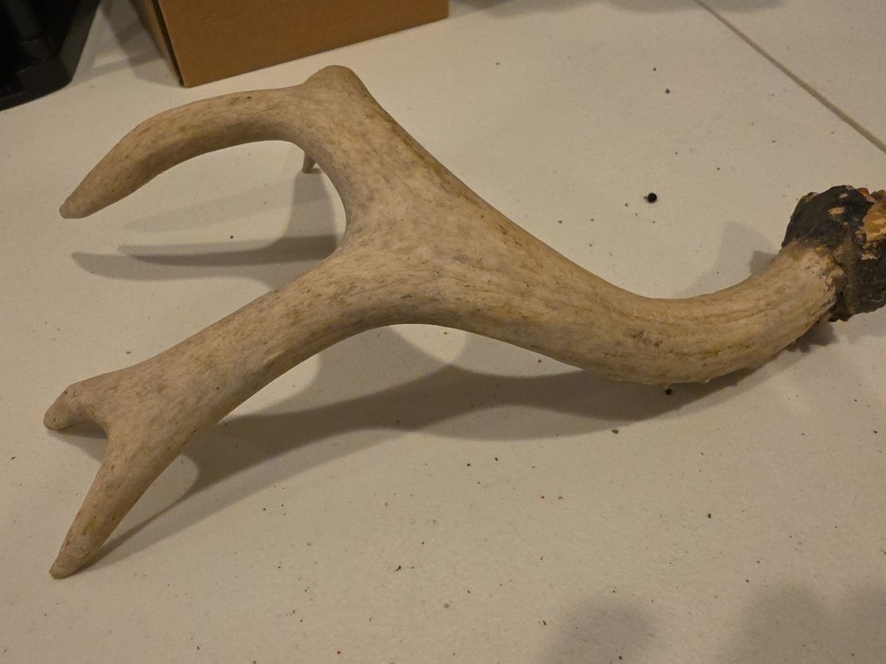 Horn