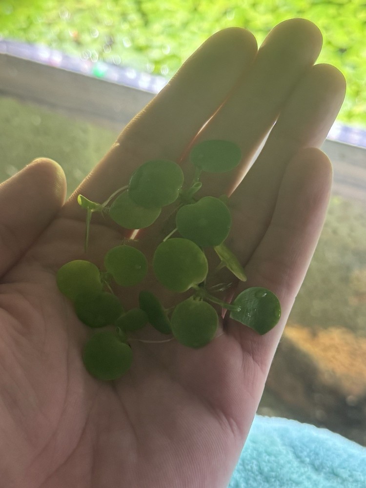 Amazon Frogbit | Live Aquarium Plants | Volume Priced