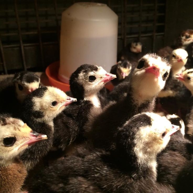 10+2 Beautiful Large Black Turkey Hatching Eggs- Darling Farm