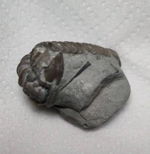 Fossil Trilobite State Unknown 7.7 Grams