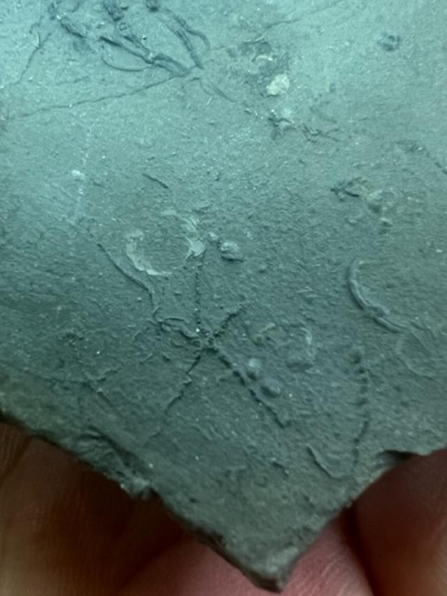 GEOLOGICAL ENTERPRISES Jurassic fossil echinoderm Ophiopinna elegans France