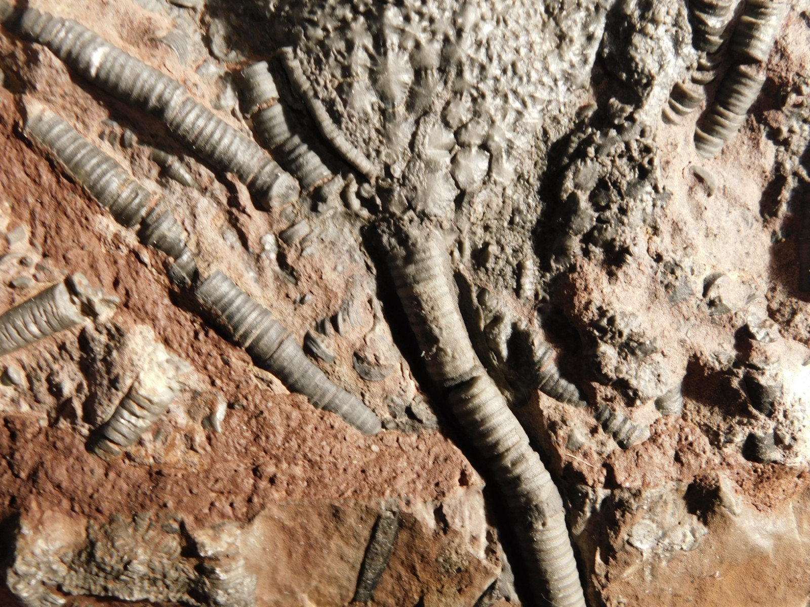 LARGER! 430 Million Year Old! CRINOID Fossil or Sea LILY Fossil Morocco 1221gr