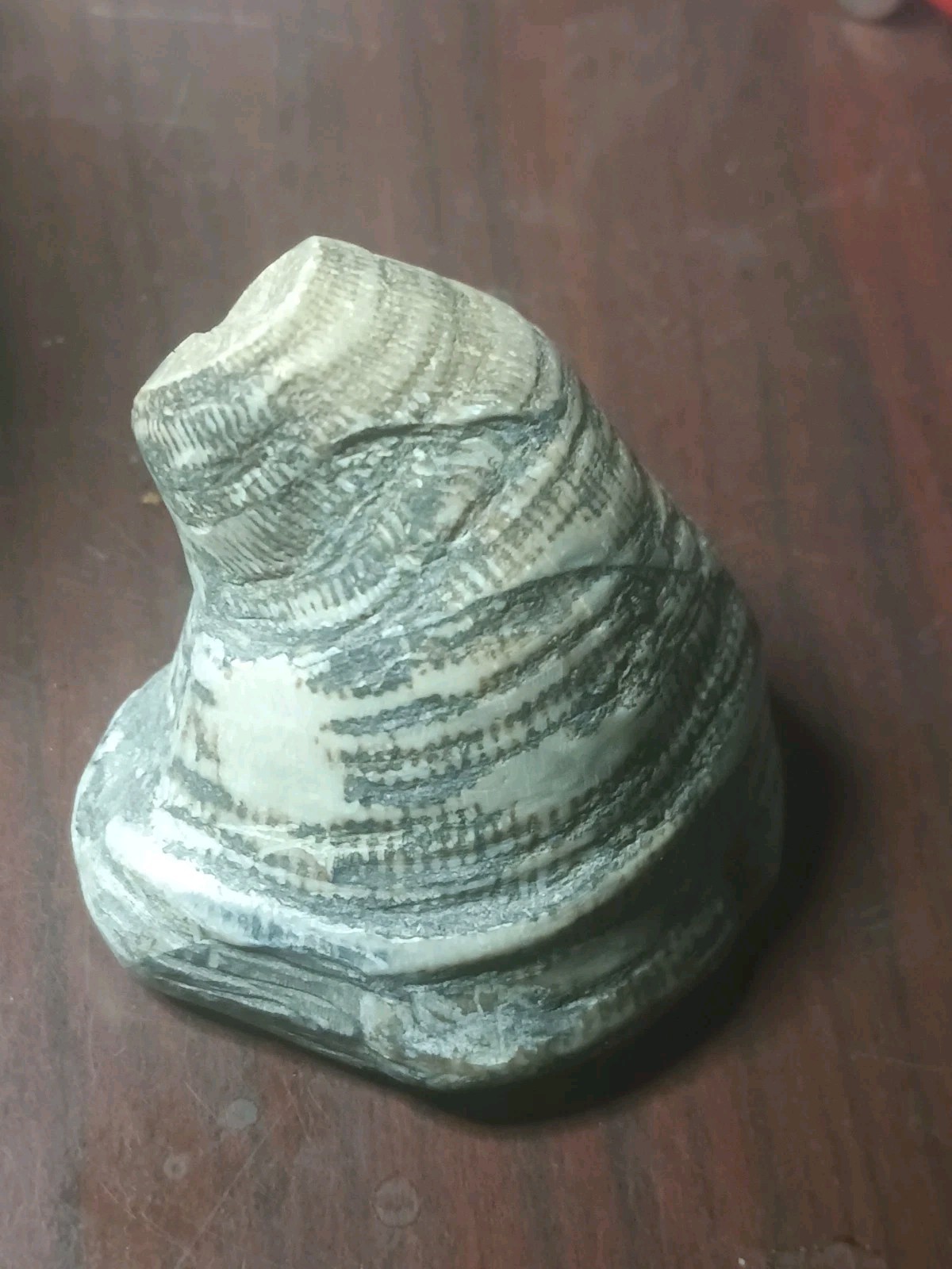 Fossil Horned Coral Michigan Nice Specimen