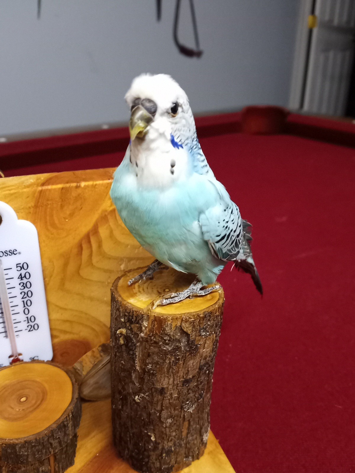 DUAL PARAKEET TAXIDERMY WALL OR TABLE DECORATION Bulgarian Parakeets