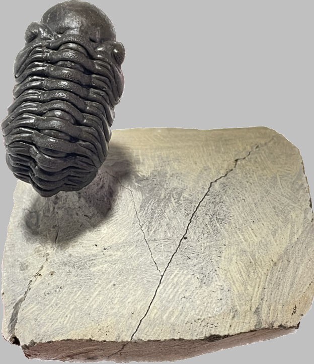 Flying Trilobite Phacops sp. from Morocco Devonian fossil
