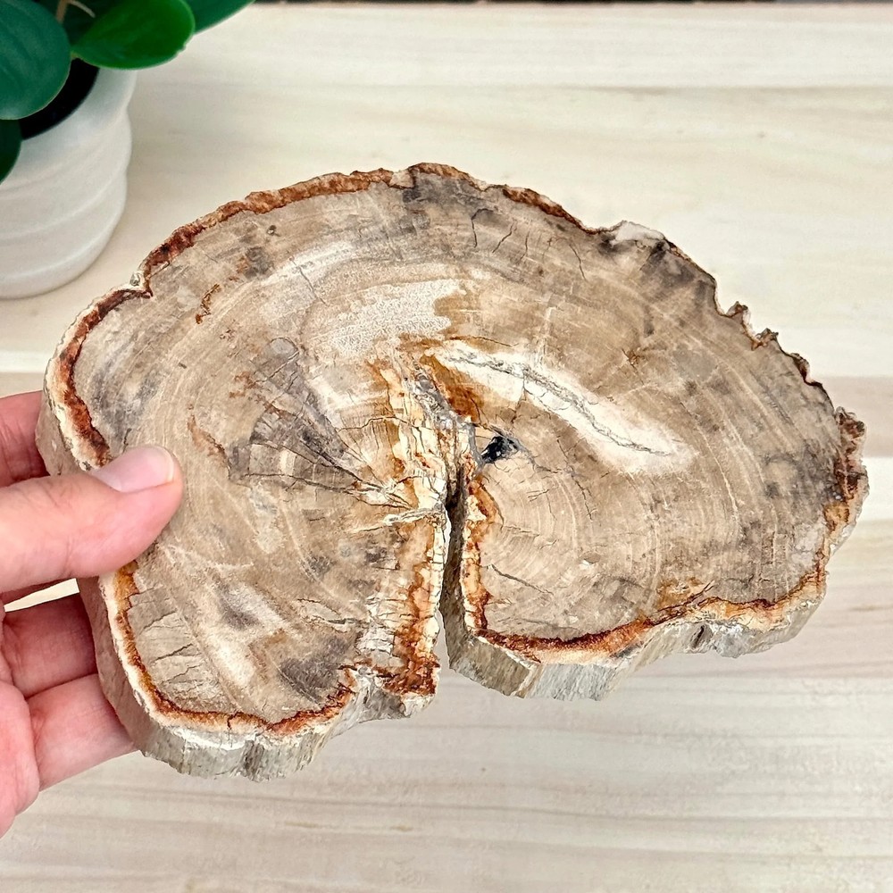 Petrified Wood Slab A