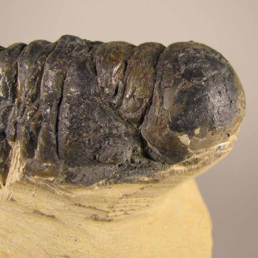 3.4" Crotalocephalus Gibbus TRILOBITE Fossil on Matrix - Devonian Age - Morocco