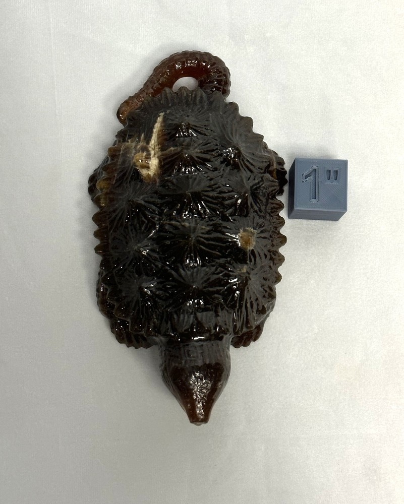 Stunning Amber Snapping Turtle