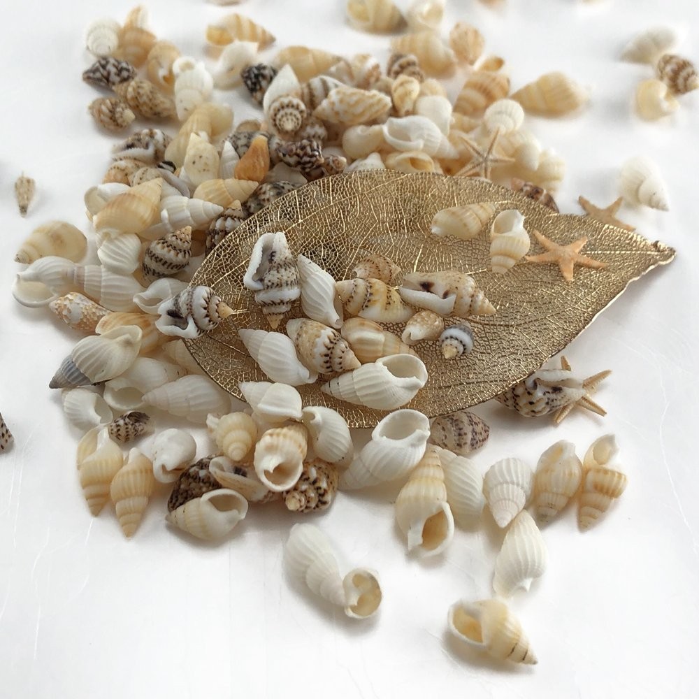 186 Pcs Mini Tiny Sea Shells Mixed Ocean Beach Seashells Natural Starfish For Ho