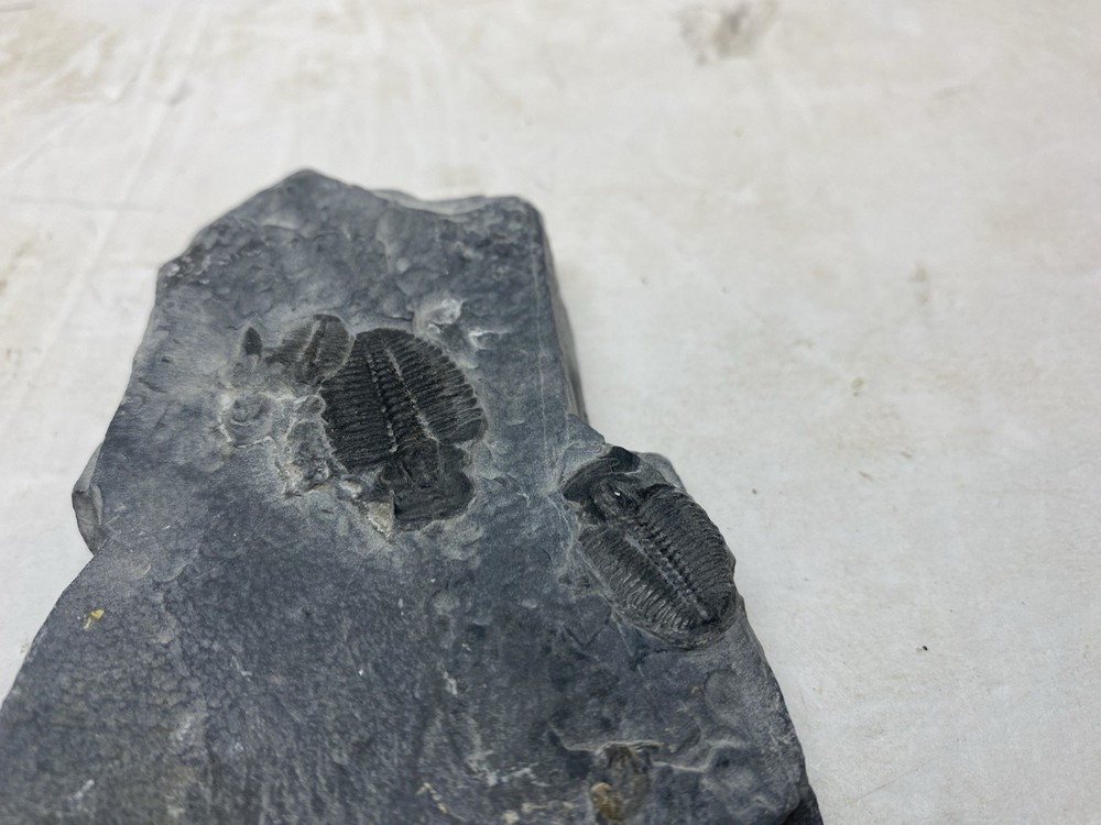 Large Multiple Trilobite Fossil Slab