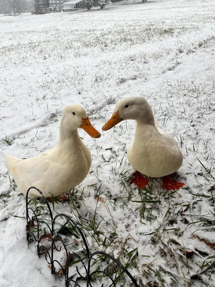12 duck hatching eggs| Lay Eggs Everyday