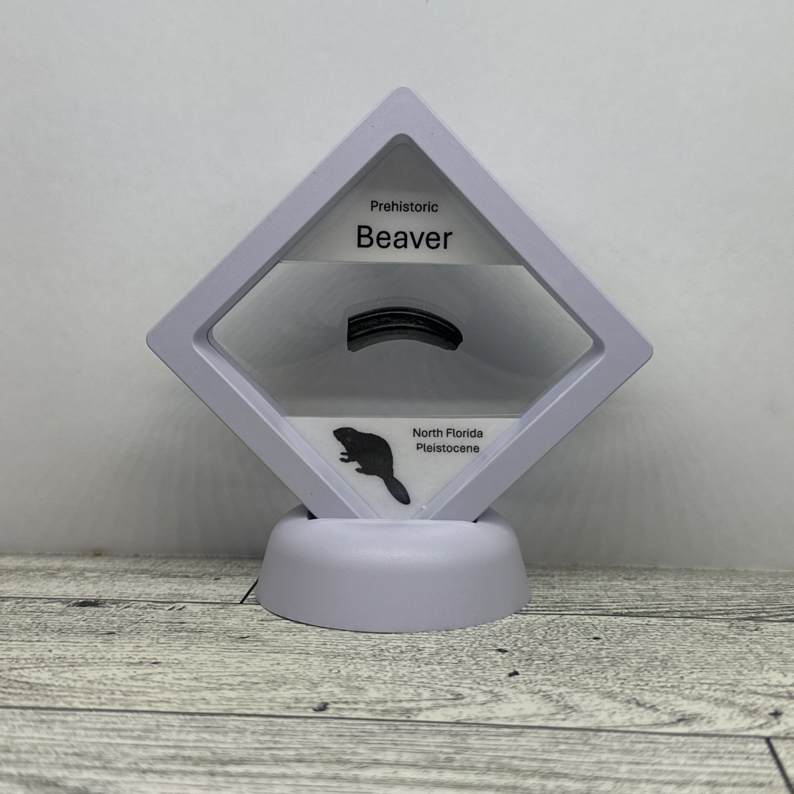 Beaver Prehistoric Incisor Tooth Fossil in Display Case