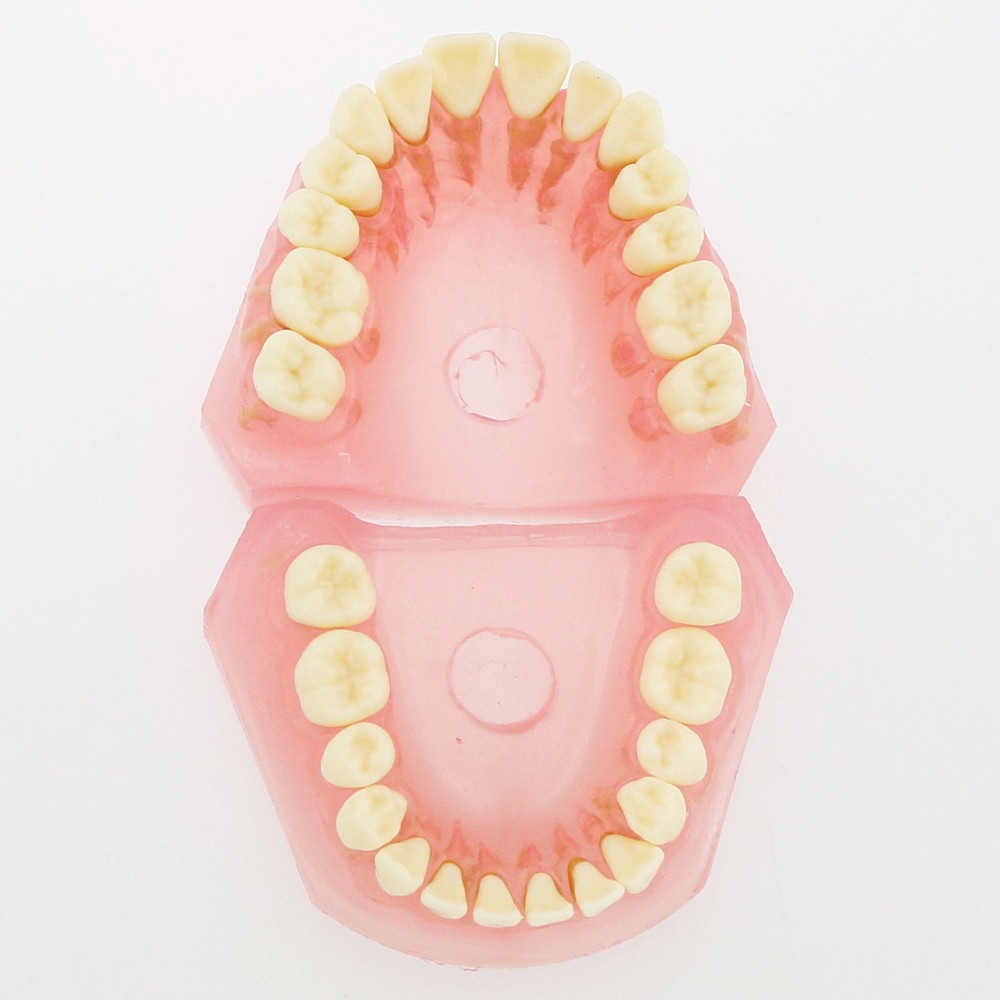 Dental Standard TYPODONT Orthodontic Teeth Model with 28 Removeable Teeth