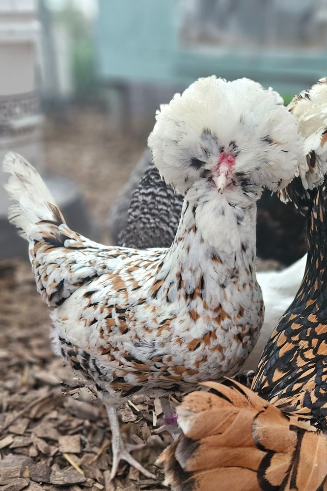 12 Polish Hatching Eggs