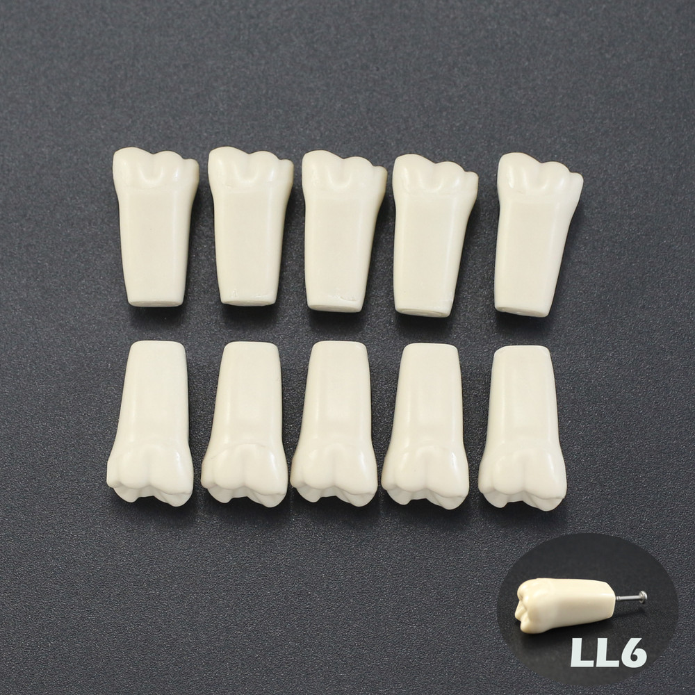 Columbia Dentoform 860 Dental Typodont Teeth Replacement Individual Teeth Model
