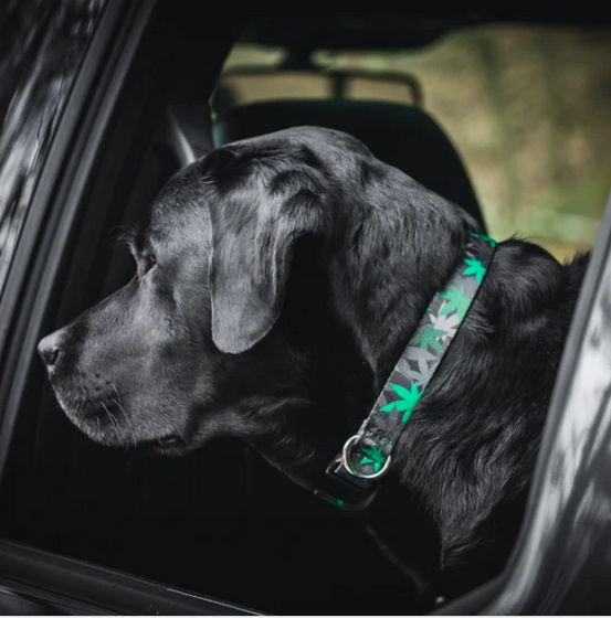 KUSH CAMO LEAF PATTERN DOG COLLARS LEASHES AWESOME!! NEW!!