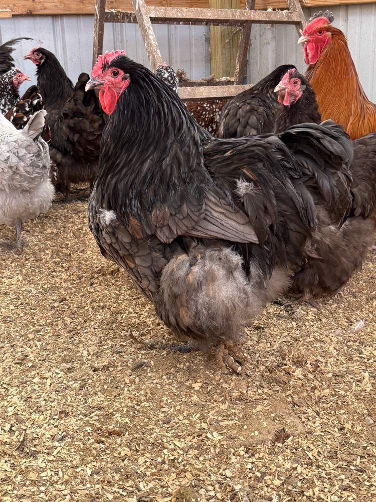12++ TRUE Big Fluffy English Orphington Hatching Eggs
