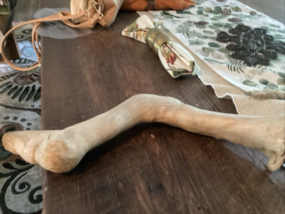 Mammoth Bone