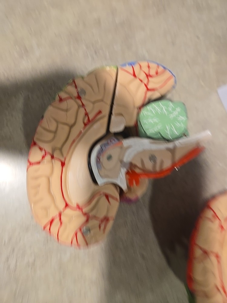 Life Size Human Brain