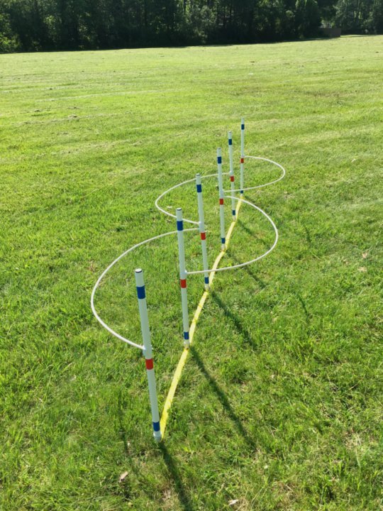 Dog Agility Equipment six Weave Poles with Guide Wires ⭐⭐⭐⭐⭐