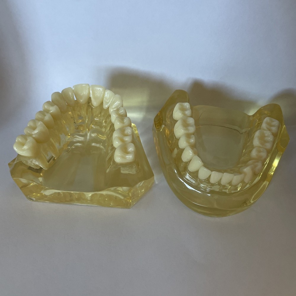 Dental Morphology Study Typodont Teeth Model Removable Teeth Teaching Model