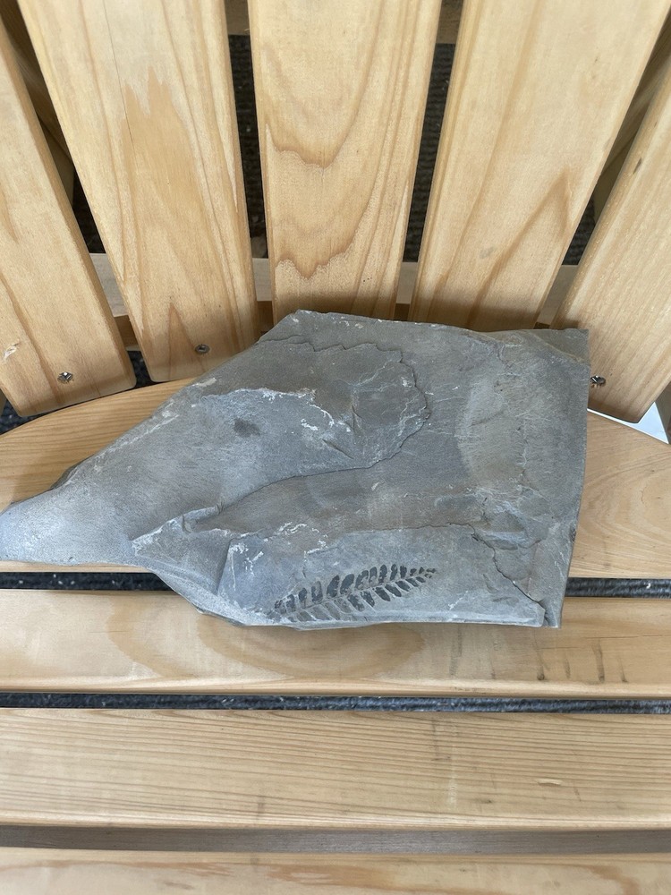 Leaf Fossil, Split Long Ways Could Be Something In The Middle Hasn’t Been Open