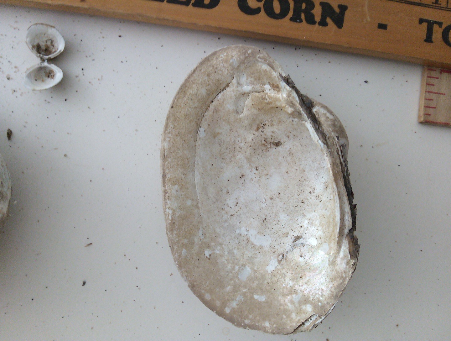 Lot Of Mississippi River Clam Shells,Mother of Pearl,Crafts,Aquariums