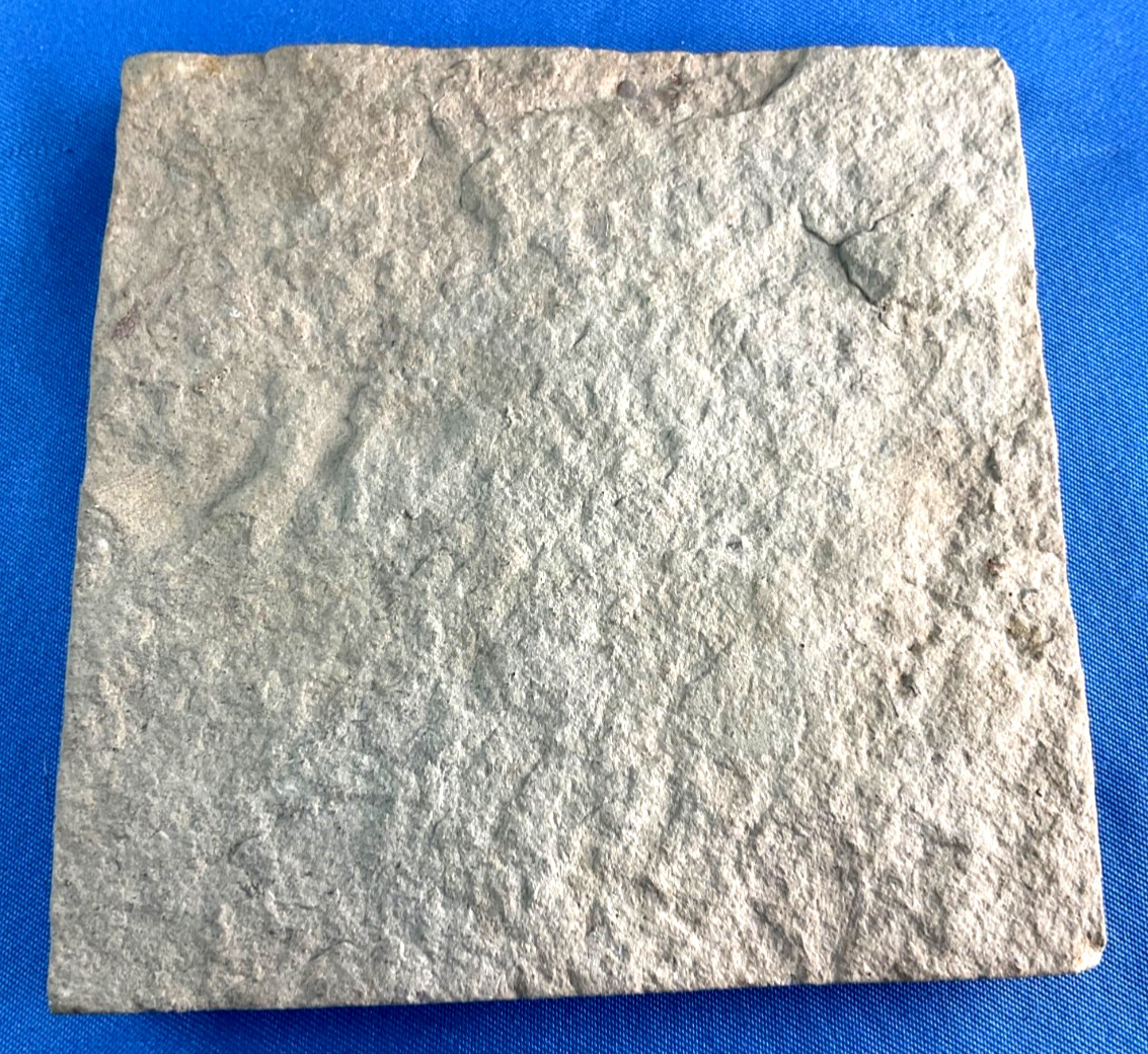 Fossil Taxocrinus Ungula Edwardsville Formation Mississippian Indiana