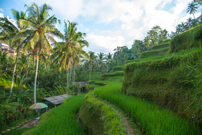 1,000,000 Indonesian Rupiah 50K Note x 20 Cir Coa Included