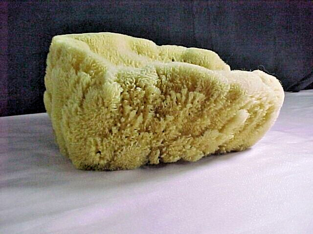 Natural Ocean Sponge Bowl 7" x 7 1/2"