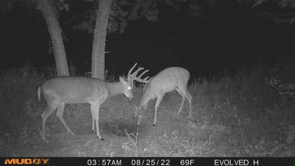 Muddy Morph Verizon Cellular Trail Camera 26MP