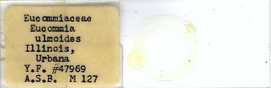 Eucommia ulmoides Pollen Microscope Slide