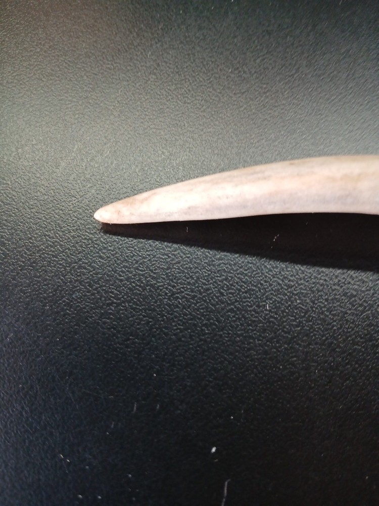 Knapping Tool, Deer Antler Tine