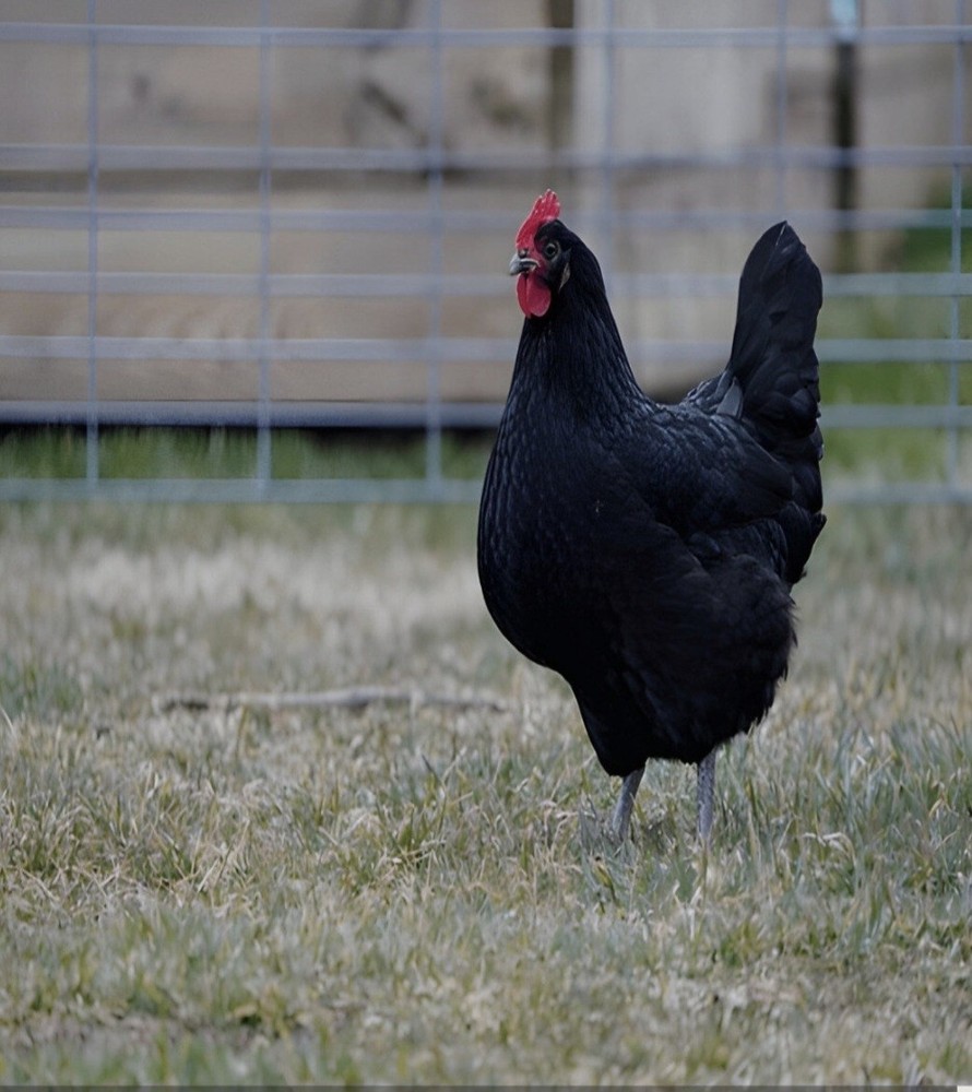 6pack Rare BBS AUSTRALORP chicken hatching eggs
