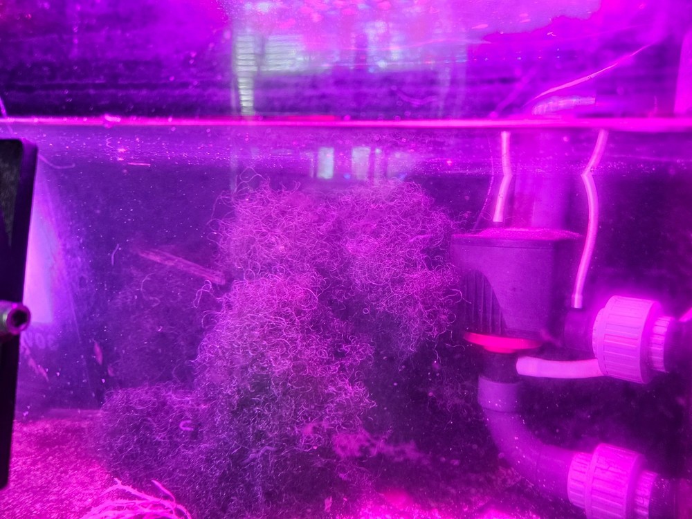2 Cup Chaetomorpha Macro Algae Super Chaeto FEDEX 2 Days ! 1.25 oz