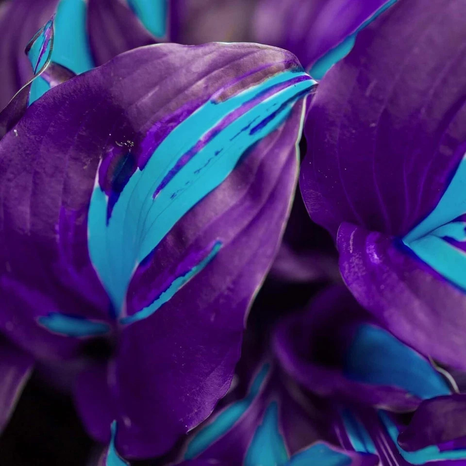 Hosta Seeds - Stunning Blue & Purple Two-Tone Variegated Medium-Sized Hosta Plan