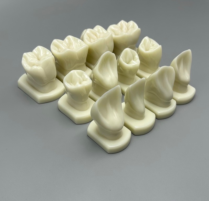Dental Teeth Form Models Orthodontic Typodont Model Lab Teaching Tooth Study 12x