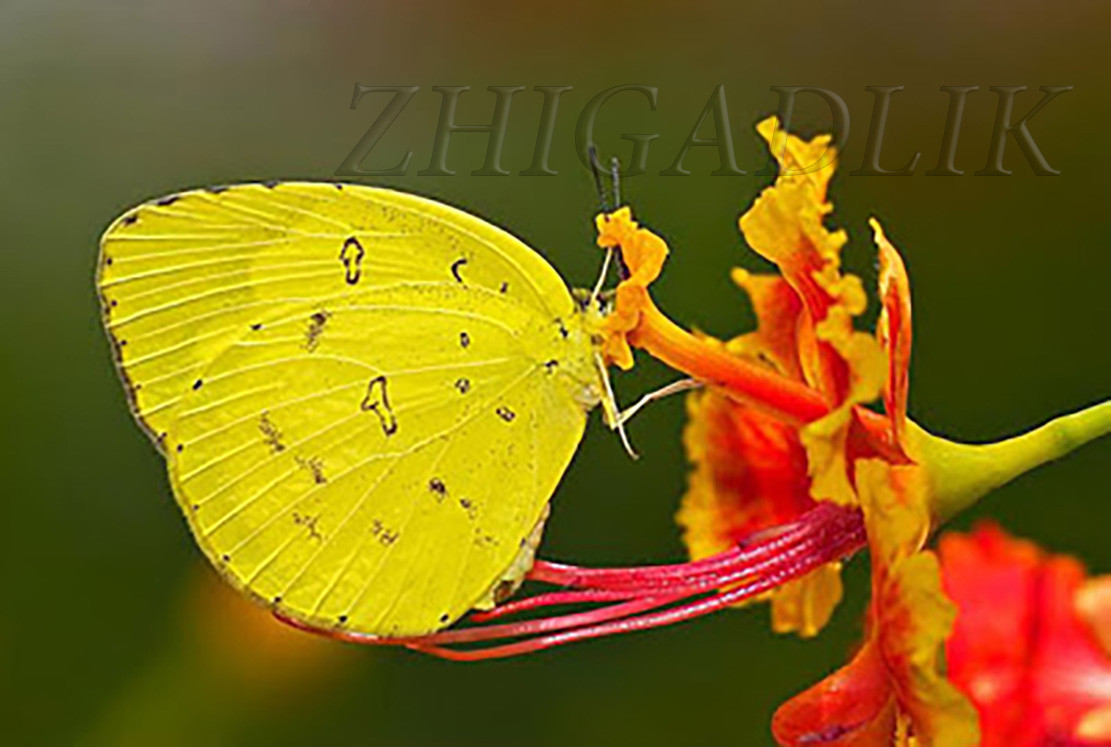 Caesalpinia pulcherrima Pride Of Barbados Mexican Bird Peacock seeds Orange Colr