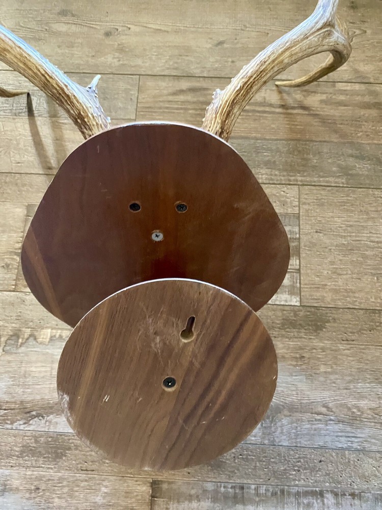 European Mule Deer 3 Point Wall Mount