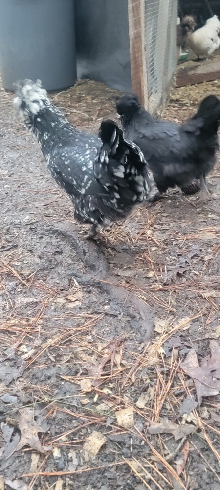 mottled silkie hatching eggs