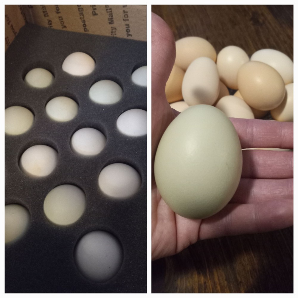 12 Indian Runner Duck Hatching Eggs (+ 2 Extra FREE)