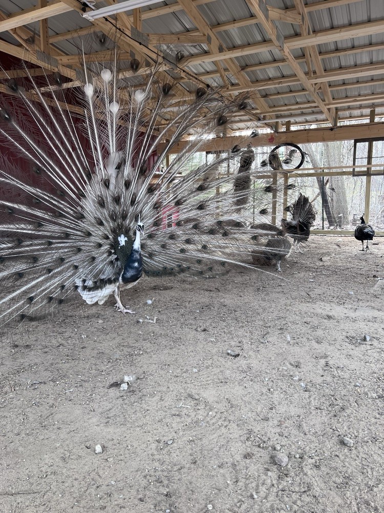 🦚 5 Peacock Peafowl Hatching Eggs 🦚 READ DESCRIPTION