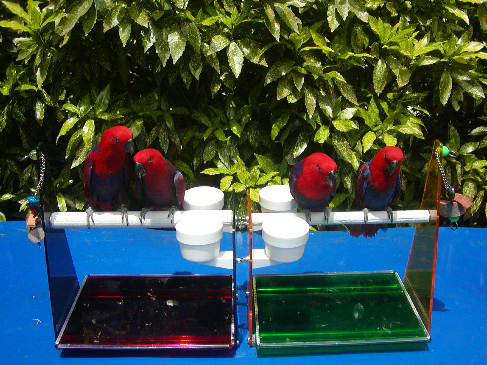 10 oz Lixit FOOD WATER QUICK-LOCK crocks bowls parrot bird dog cat dish pet cups