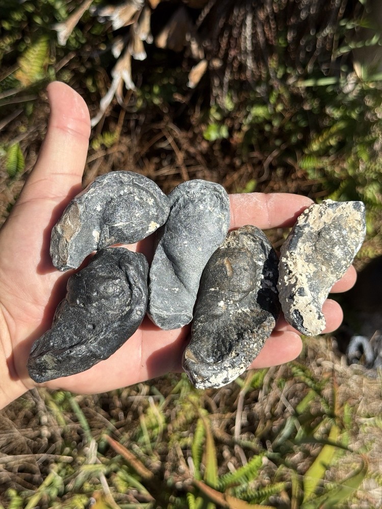 FOSSIL WHALE EAR BONES FROM FLORIDA!!!