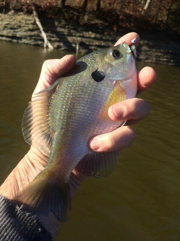 Spittin' Image - POPEYE Fishing JIGS Flies - 1/60 oz #8 hook - 6-PACK